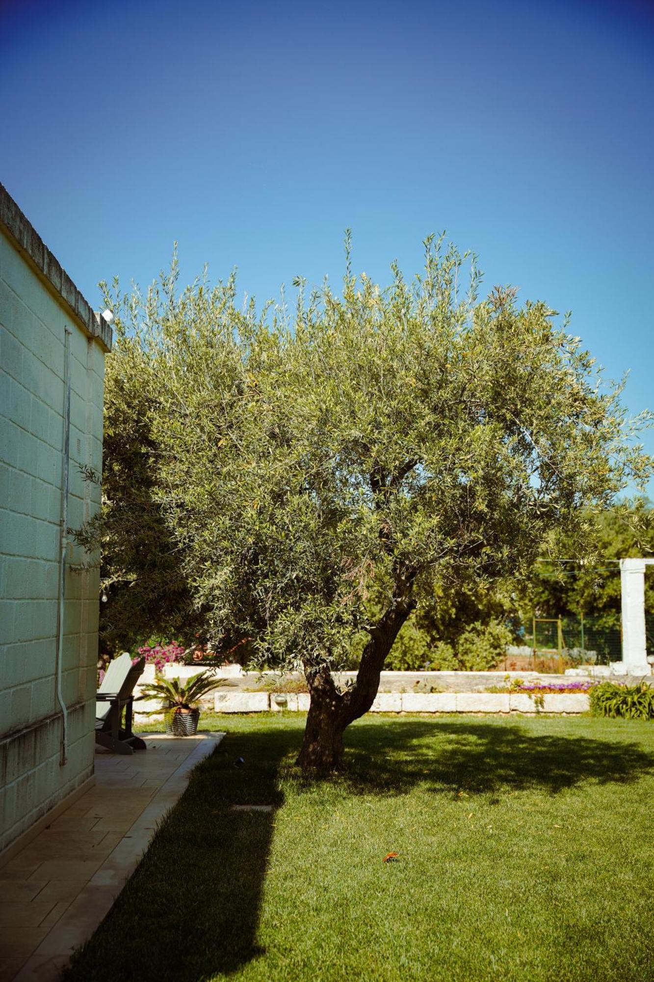 Cortebbianca Φαζάνο Εξωτερικό φωτογραφία